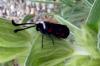 Zygaena lavandulae
